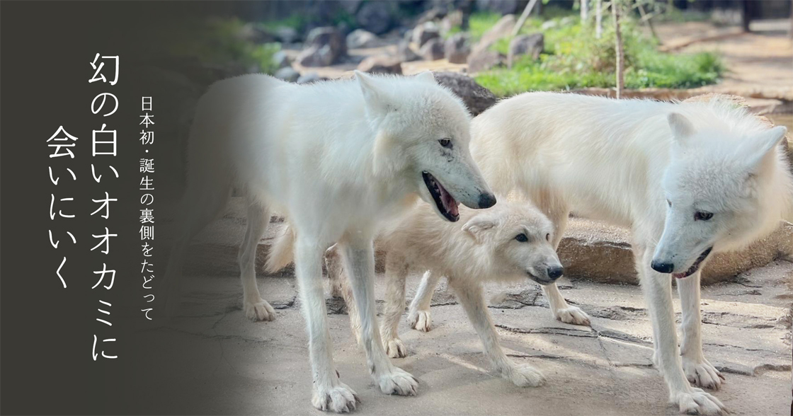日本初・誕生の裏側をたどって 幻の白いオオカミに会いにいく